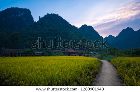Vietnam traditional house in northern Vietnam. Yellow rice field in village, countryside in Vietnam. Royalty high-quality free stock image of yellow rice fields prepare harvest in valley and mountains