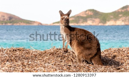 Kangaroo at Lucky Bay in the Cape Le Grand National Park near Esperance, Western Australia