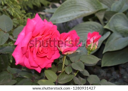 Rose flowers bloom in the garden