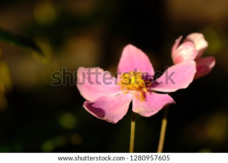A bloomed pink flower in winter, Germany