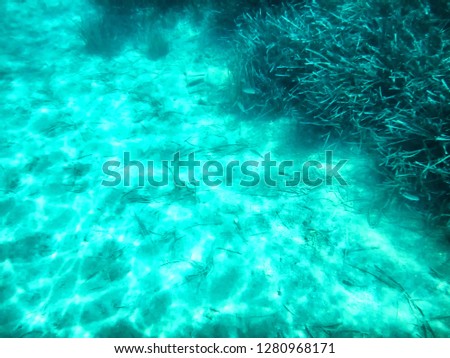 Green algae blue water. Underwater picture