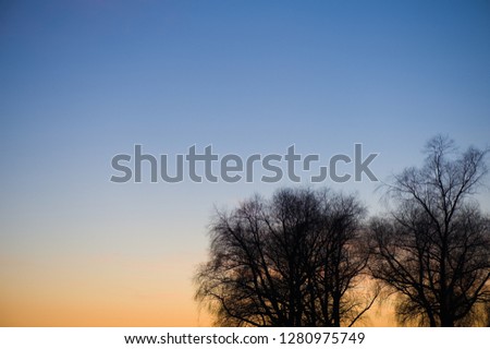 Tree silhouettes against sunset sky