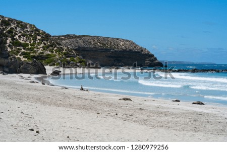 Seal bay scenery on Kangaroo Island South Australia with resting Australian sea lions