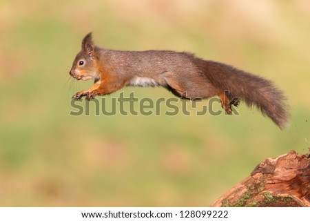 Jumping Red Squirrel