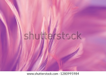 Colorful chicken feathers in soft and blur style for background, pastel color, fantasy and design