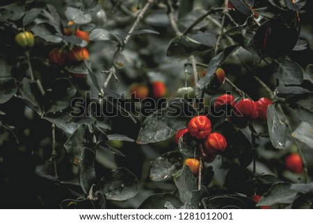 Barbados cherry on the tree,dark tone photography,for design or decorate.
