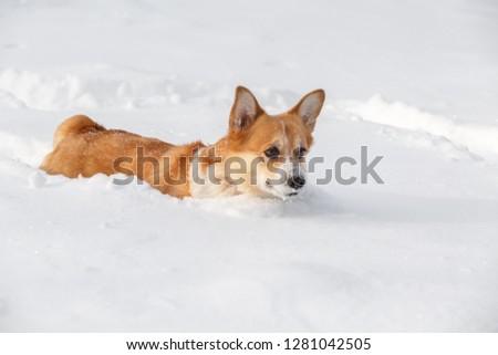 Welsh Corgi dog Pembroke plays in the winter snow on a walk