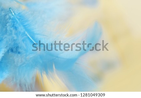 Bird feather closed up whole on defocused yellow background
