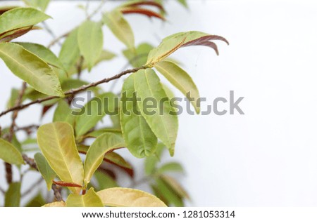 a set of leaves as background