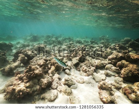 maldives, ari norh atoll. Underwater scene. Coral reef, colorful fish groups and sunny sky shining through clean ocean water. 

