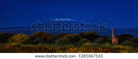 Panoramic, night picture of Mount Kilimanjaro with Masai giraffe in front, snow capped highest african mountain, lit by full moon against deep blue night sky.  Amboseli national park, Kenya. 
