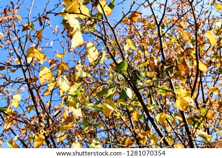 autumn leaves against blue sky, digital photo picture as a background
