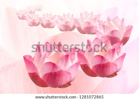 The large pink lotus flower is decorated and worshiped by the Buddha. And religious ceremonies