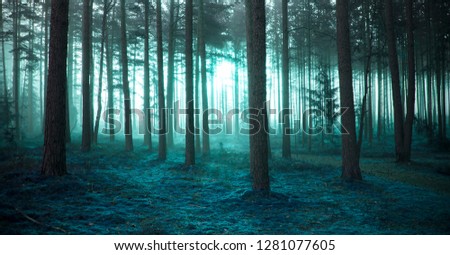 fantasy forest in a morning sunrise time Royalty-Free Stock Photo #1281077605