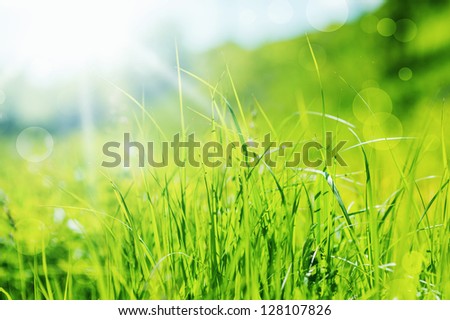 Spring or summer abstract nature background in defocus with grass in the meadow and blue sky in the back