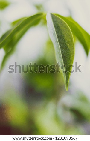 close-up of Australian chestnut plant shot at extremely shallow depth of field with bokeh of other plants in the background