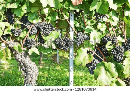 Wine grapes on the vine. Zweigelt or Vitis vinifera for make wine in Austria. 
