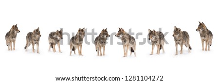 pack of wolves  (canis lupus) isolated on snow on a white background