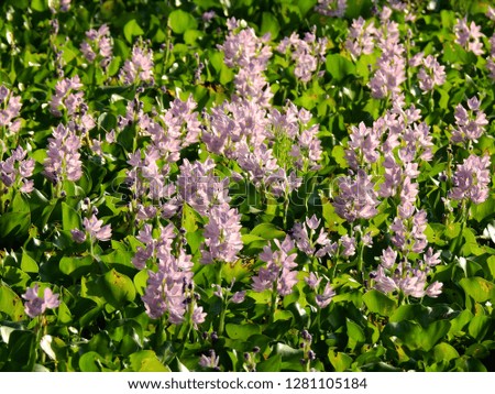 flower of water hyacinth on water in the river