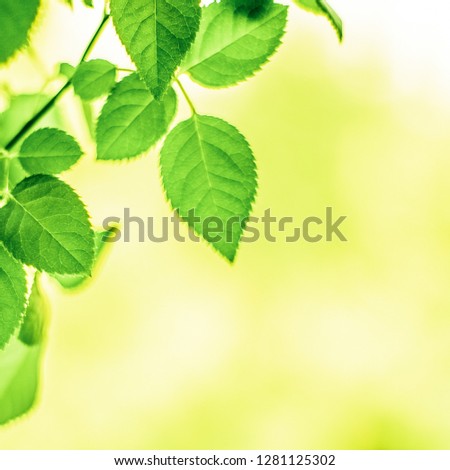 green leaves - nature backgrounds and springtime styled concept