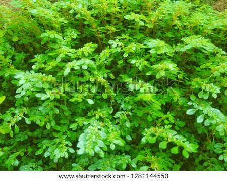 green leaves in a bokeh photo garden