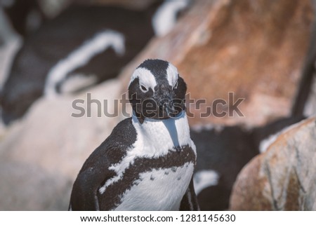 African penguin at penguin colony in Betty's bay, South Africa