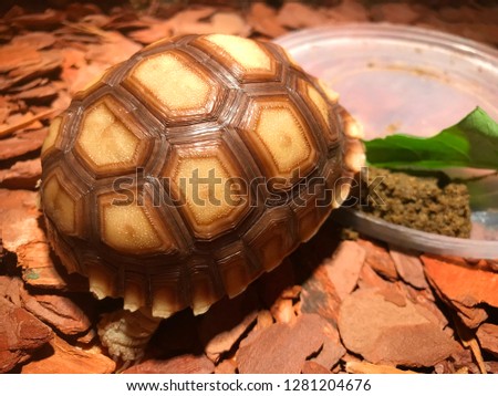 Turtle is sleeping near vegetable