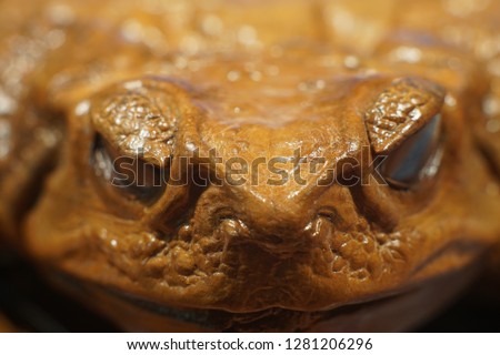  Muzzle stuffed frogs. Yellow-brown skin of a frog. The frog strictly looks with an unblinking, hypnotizing look.  Partially defocusing picture.  Monster.                            