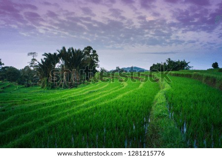 asia sunrise moment at paddy fields