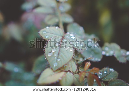 Rose leaf raindrop