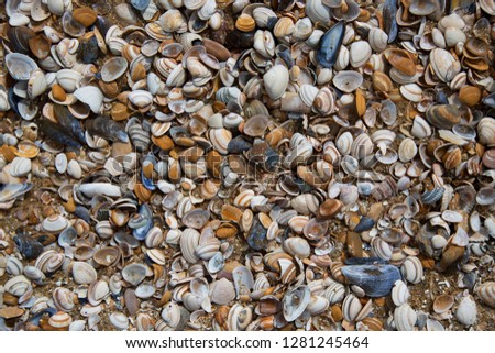 a big pile of different kind and colorful shells on the sandy beach