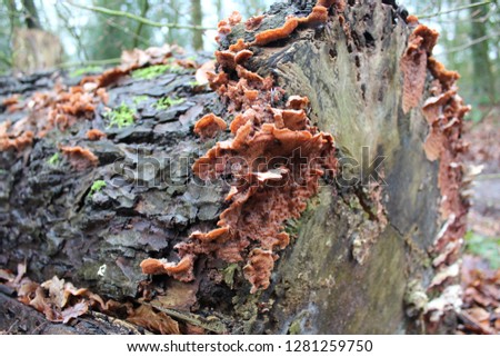 The mossy stump of a sawn oak tree trunk in the forest