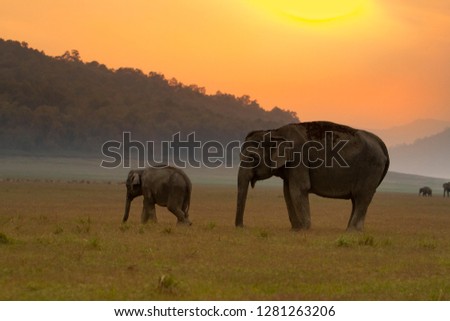 Elephants at Sunset at Corbett National Park 