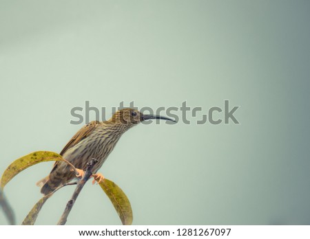 Streaked Spiderhunter (Arachnothera magna)  in real nature of Thailand ,Add noise in post process for smooth of picture