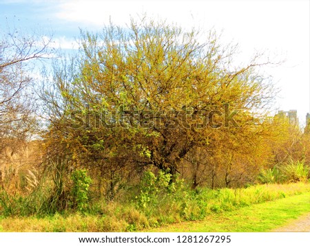  Acacia Caven Tree ( Vachellia Caven).