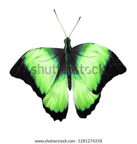  green butterfly flying on an isolated white background