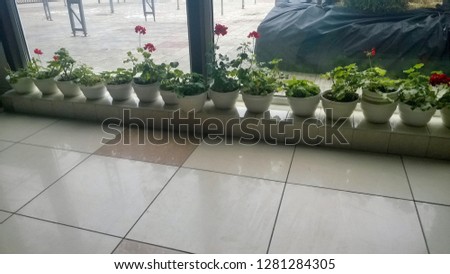 Texture or background, wallpaper of a number of decorative flowerrs in pots near a shop window and a pillar in public building during the daytime the autumn time of day.