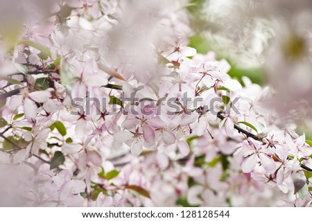 Cherry blossom close-up. Shallow depth of field.
