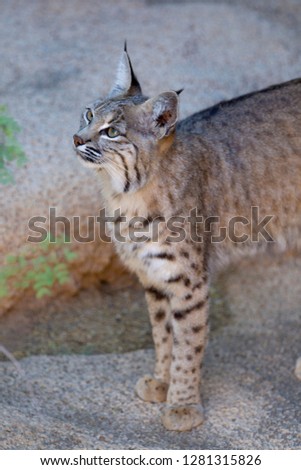 Bobcat (Lynx rufus), Sonora desert, Arizona, USA.