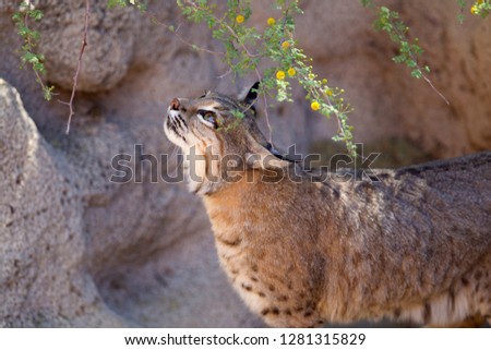 Bobcat (Lynx rufus), Sonora desert, Arizona, USA.