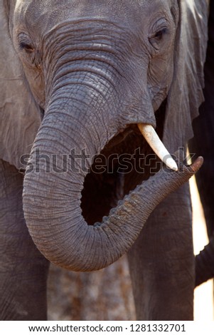 African Elephant (Loxodonta africana), Chobe National Park, Botswana.