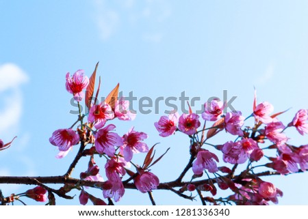 sakura cherry blossoms tree in pink color on blue sky.