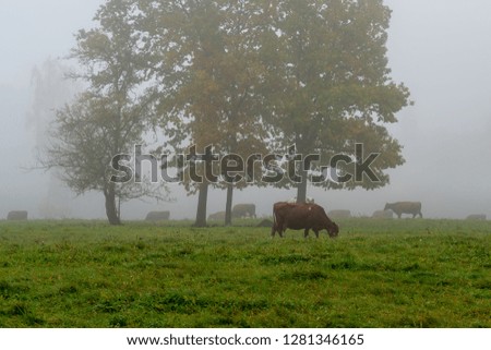 misty morning in the countryside, cows grazing in the green field, one in the foreground, the rest behind the four trees