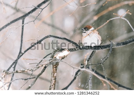 Funny little sparrow sitting in a garden in winter garden, hunched