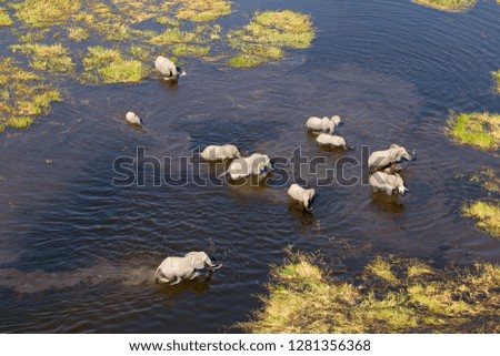 Aerial view of African Elephants (Loxodonta africana), in the floodplain, Okavango Delta, Botswana. The Okavango Delta is home to a rich array of  wildlife. 