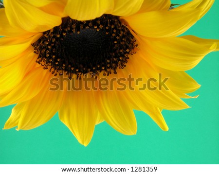 close-ups of beauty sunflower on green background