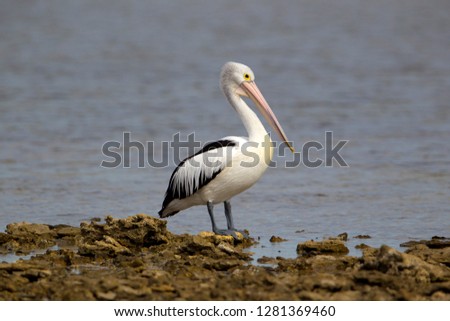 Australian Pelican (Pelicans conspicillatus), Kangaroo Island, South Australia, Australia.