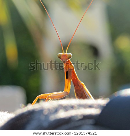 Closeup of a brown-orange European praying mantis (Mantis religiosa) staring at camera against outdoor garden bokeh                                                               