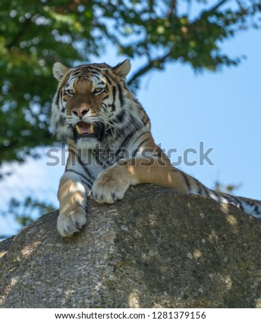 Tiger relaxing on large rock with green foliage and blue sky background