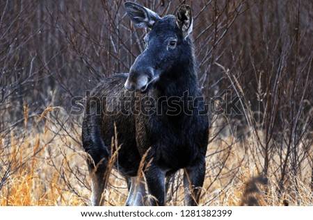 moose walks through the forest